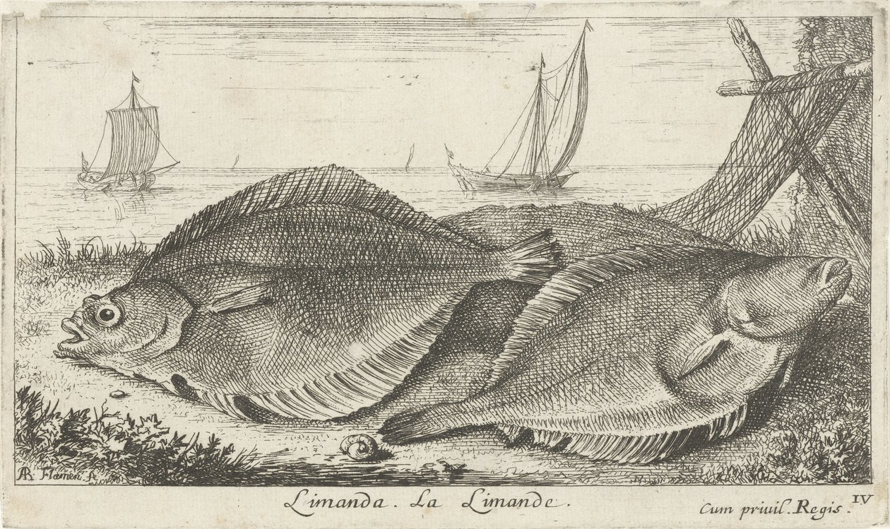 Kaksi tappia rannalla limanda. La Limande. (otsikko esineessä) Kalat ja muut meren eläimet - suolaisen veden kolmas sarja (sarjan nimi) Poissons de mer (sarjan nimi) tekijältä Albert Flamen