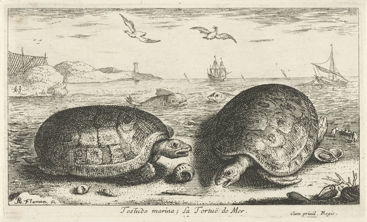 Kaksi kilpikonnaa rannalla Testudo venesatama; La Tortuë de Mer (otsikko esineessä) Kalat ja muut meren eläimet - suolaisen veden toinen sarja (sarjan nimi) Poissons de mer (sarjan nimi) tekijältä Albert Flamen