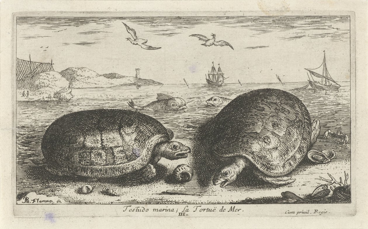 Kaksi kilpikonnaa rannalla Testudo venesatama; La Tortuë de Mer (otsikko esineessä) Kalat ja muut meren eläimet - suolaisen veden toinen sarja (sarjan nimi) Poissons de mer (sarjan nimi) tekijältä Albert Flamen