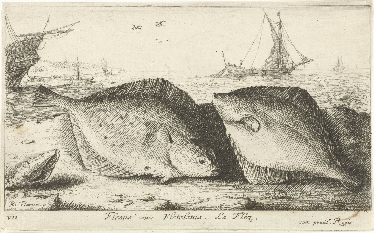 Kaksi punakampelaa rannalla Flesus siue Fleteletus. La flez. (otsikko esineessä) Kalat ja muut meren eläimet - suolaisen veden ensimmäinen sarja (sarjan nimi) Diverse Especes de Poissons de mer (sarjan nimi) tekijältä Albert Flamen