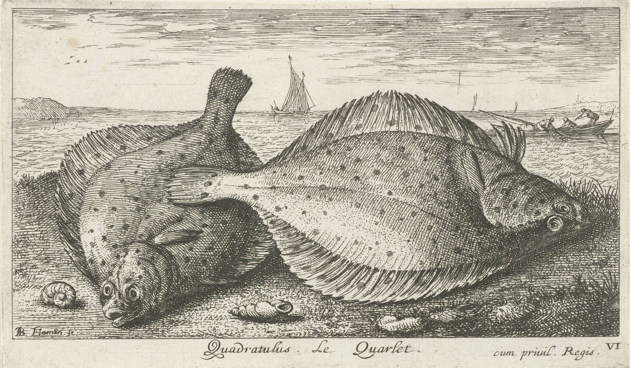 Kaksi punakampelaa rannalla Quadratulus. LeQuarlet. (otsikko esineessä) Kalat ja muut meren eläimet - suolaisen veden kolmas sarja (sarjan nimi) Poissons de mer (sarjan nimi) tekijältä Albert Flamen