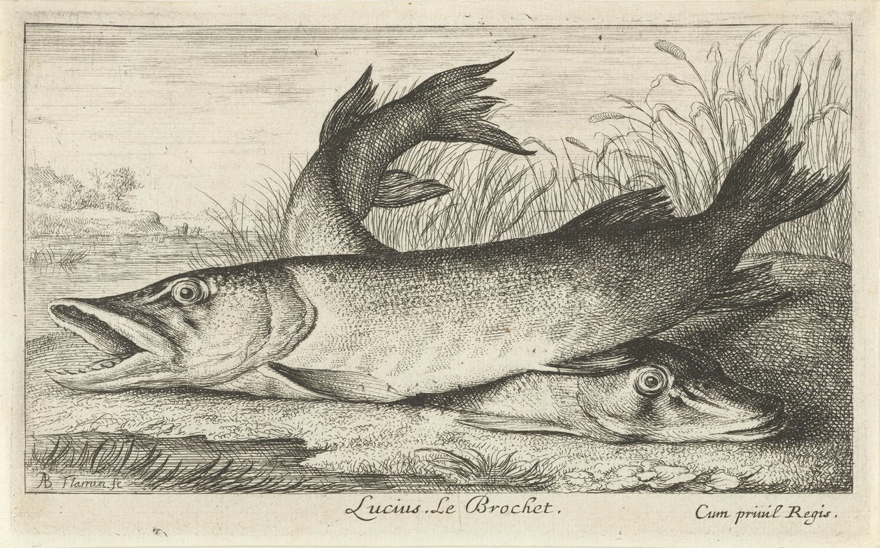 Kaksi haukea joen rannalla Lucius. Le Brochet. (otsikko esineessä) Kalat ja muut merieläimet – makean veden ensimmäinen sarja (sarjan nimi) Monipuoliset Especes de Poissons d