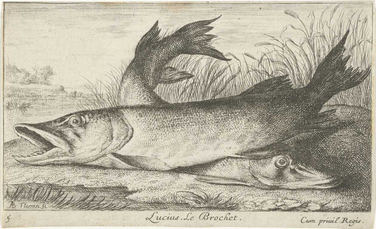 Kaksi haukea joen rannalla Lucius. Le Brochet. (otsikko esineessä) Kalat ja muut merieläimet – makean veden ensimmäinen sarja (sarjan nimi) Monipuoliset Especes de Poissons d