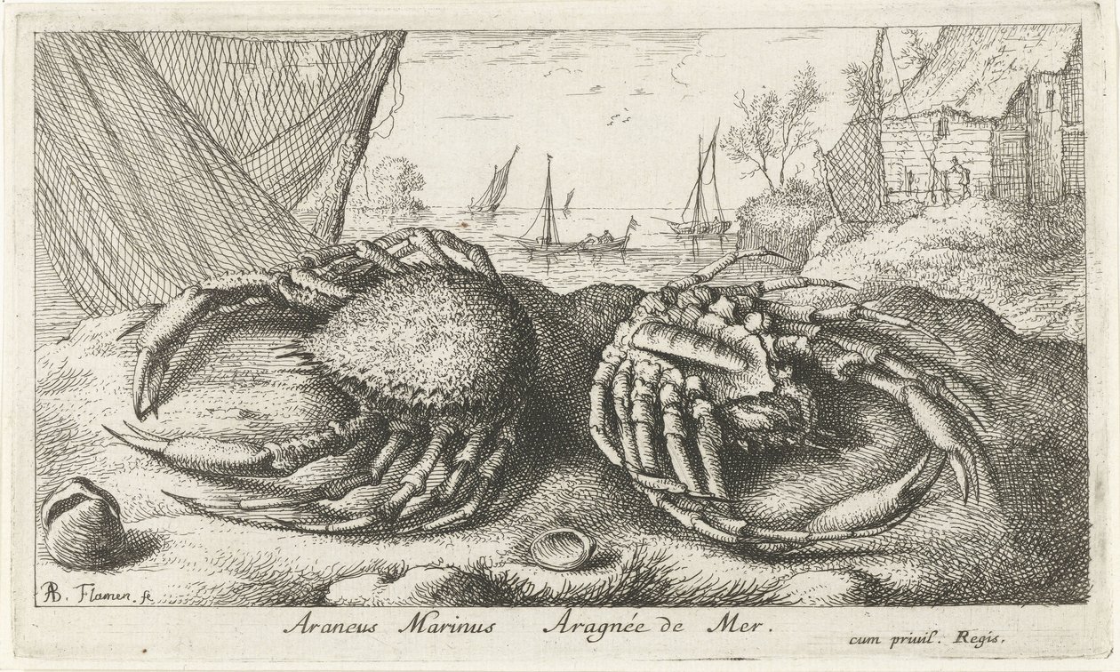 Kaksi hämähäkkirapua lähellä kalaverkkoa Araneus Marinus Aragnée de Mer (otsikko esineessä) Kalat ja muut meren eläimet - suolaisen veden toinen sarja (sarjan nimi) Poissons de mer (sarjan nimi) tekijältä Albert Flamen