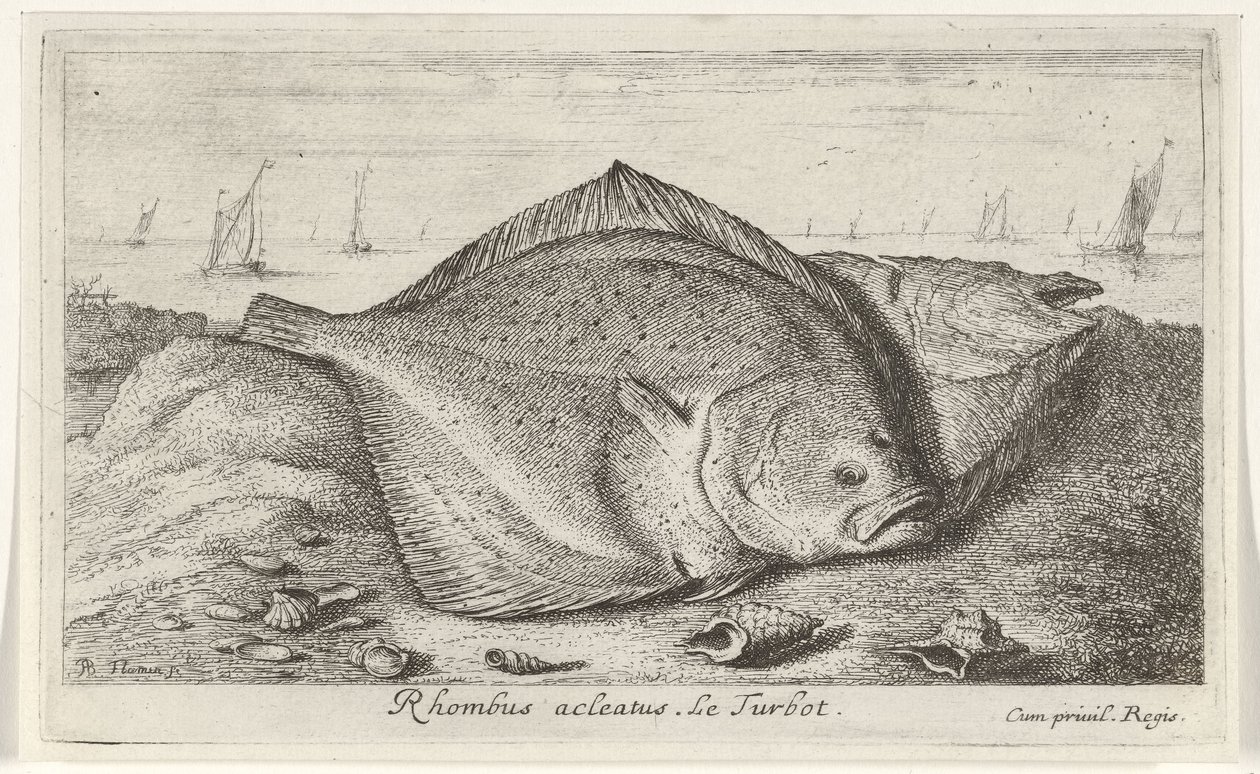 Kaksi piikkikampelaa rannalla Rhombus acleatus. Le Turbot. (otsikko esineessä) Kalat ja muut meren eläimet - suolaisen veden kolmas sarja (sarjan nimi) Poissons de mer (sarjan nimi) tekijältä Albert Flamen