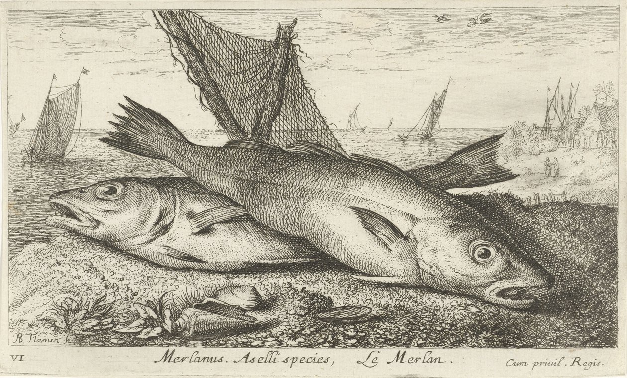 Kaksi valkoturskaa rannalla Merlanus. Aselli-lajit, Lemerlan. (otsikko esineessä) Kalat ja muut meren eläimet - suolaisen veden ensimmäinen sarja (sarjan nimi) Diverse Especes de Poissons de mer (sarjan nimi) tekijältä Albert Flamen
