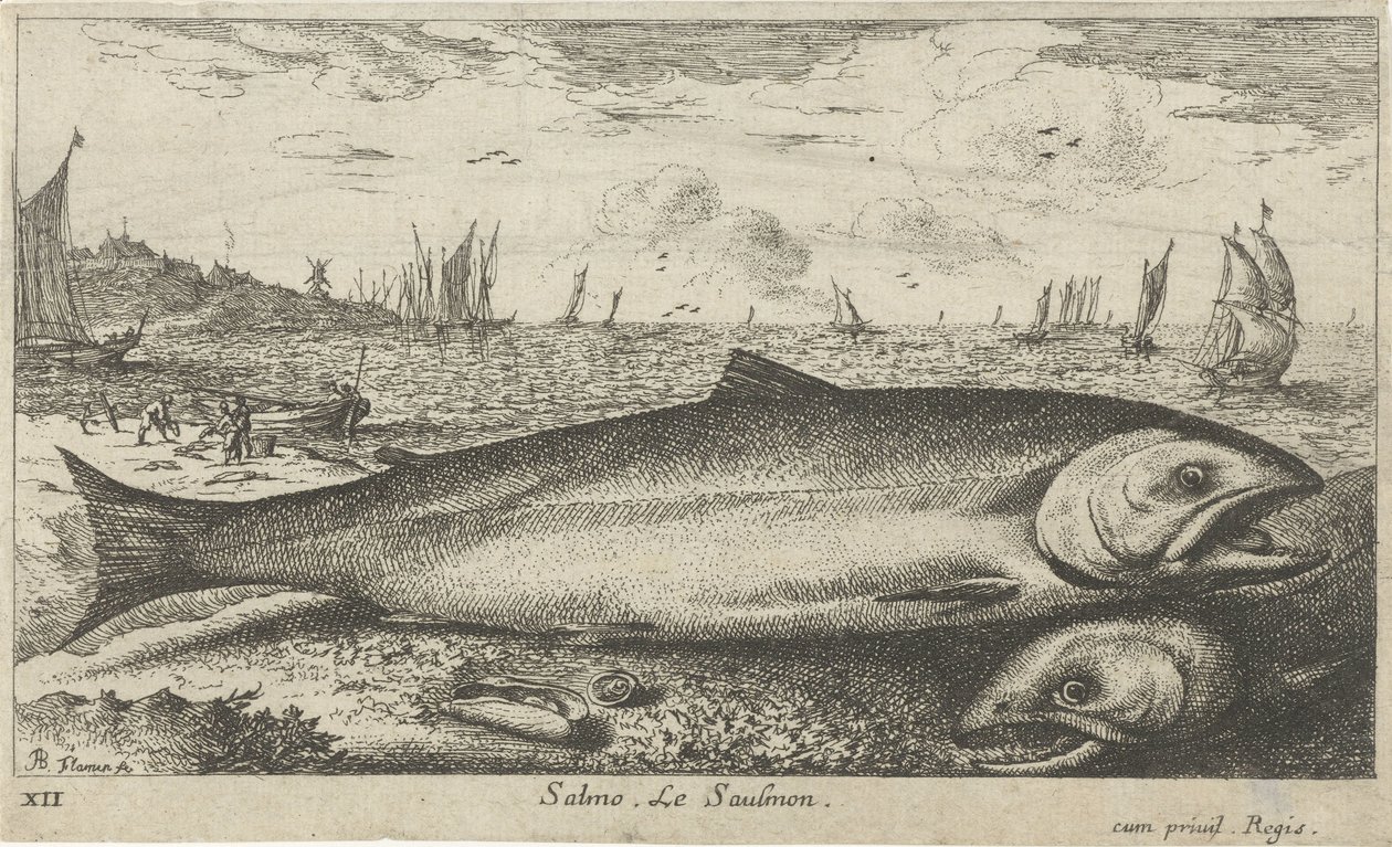 Kaksi lohta rannalla Salmo. Le Saulmon (otsikko esineessä) Kalat ja muut meren eläimet - suolaisen veden ensimmäinen sarja (sarjan nimi) Diverse Especes de Poissons de mer (sarjan nimi) tekijältä Albert Flamen