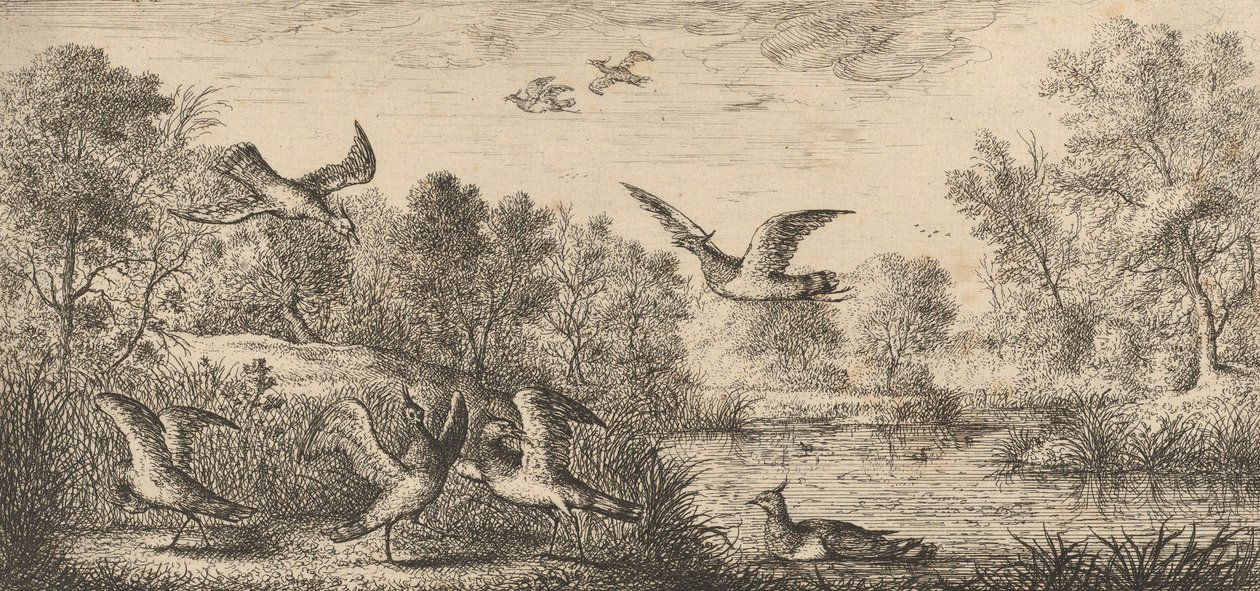 Vanellus, Vanneau Lapsiipi: Livre d