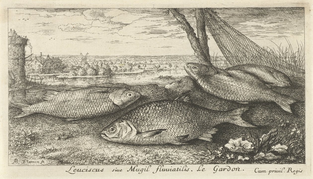 Neljä särkeä kalaverkossa Leuciscus siue Mugil fluuiatilus. Le Gardon. (otsikko esineessä) Kalat ja muut merieläimet – makean veden ensimmäinen sarja (sarjan nimi) Monipuoliset Especes de Poissons d