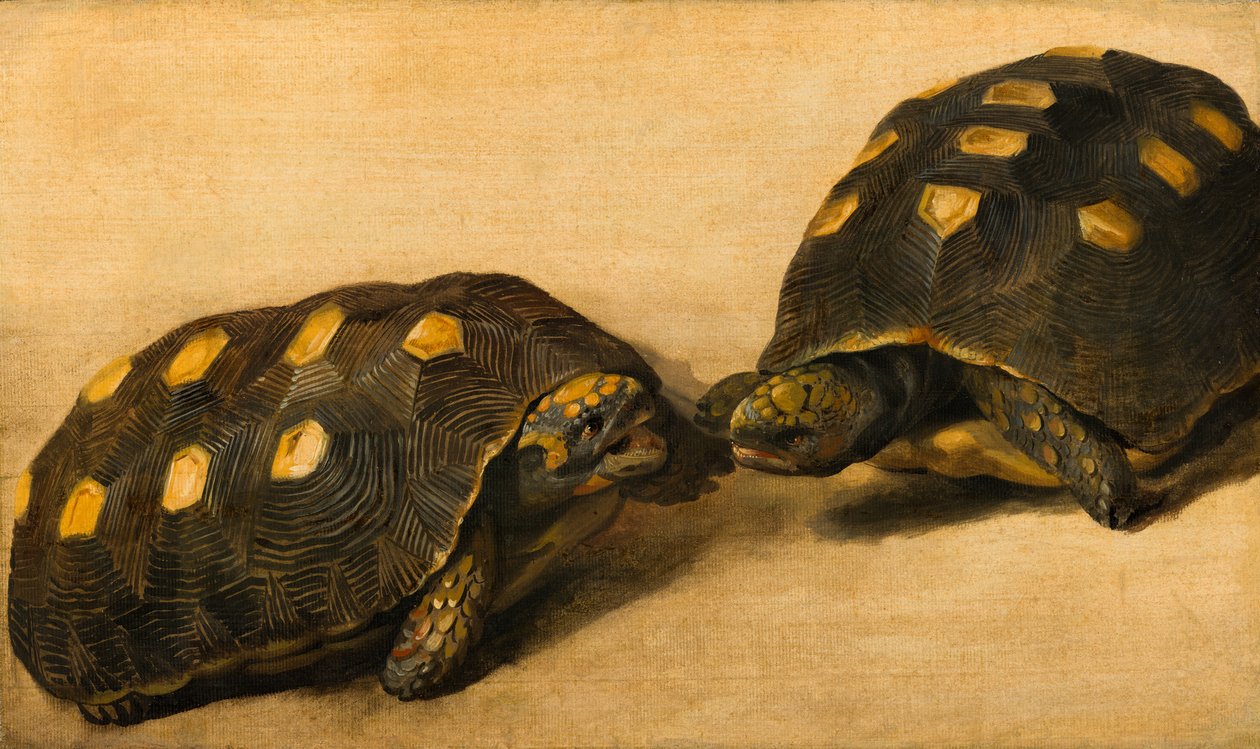 Tutkimus kahdesta brasilialaisesta kilpikonnasta, n. 1640 (tempera, guassi paperille paneelissa) tekijältä Albert van der Eeckhout