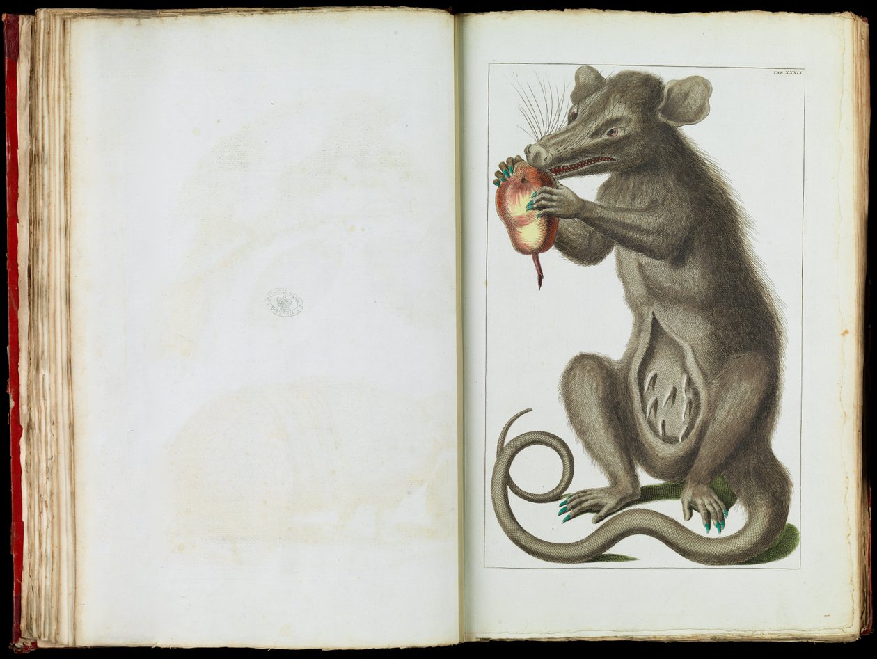 Opossum, Didelphimorphia tekijältä Albertus Seba