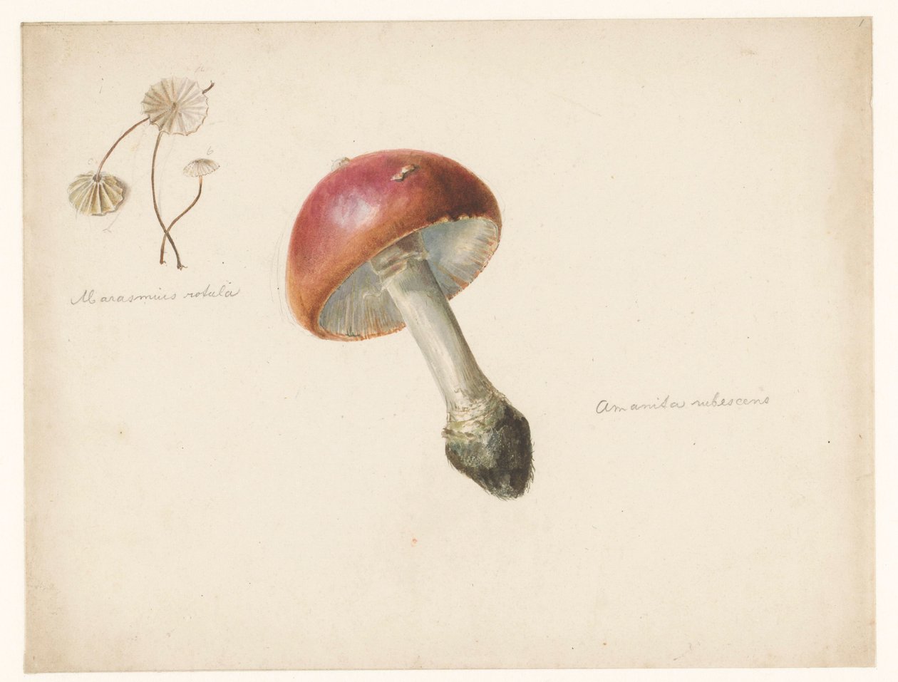 Opintolehti sienillä, Amanita Rubescens ja Marasmius Rotula tekijältä Albertus Steenbergen