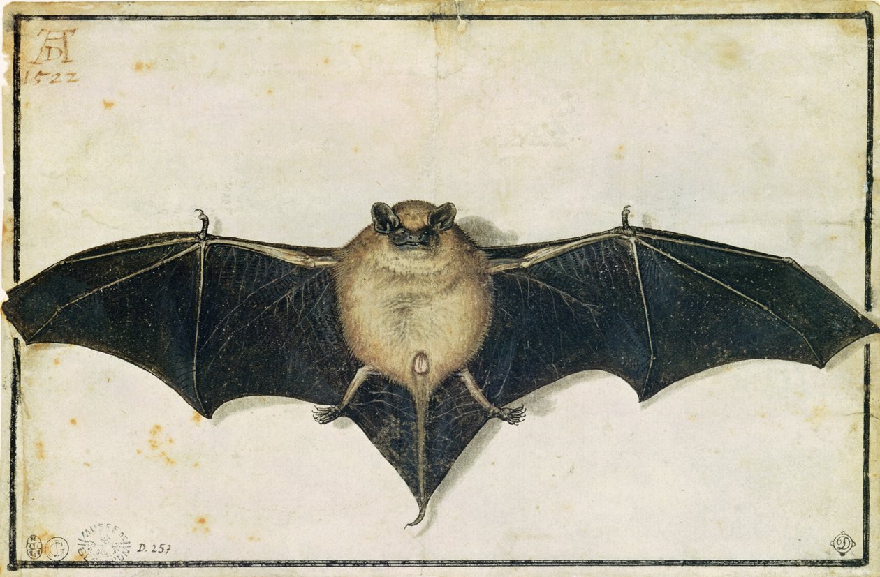 Lepakko, 1522 tekijältä Albrecht Dürer
