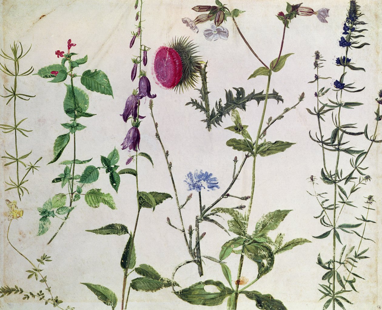 Kahdeksan tutkimusta luonnonvaraisista kukista tekijältä Albrecht Dürer