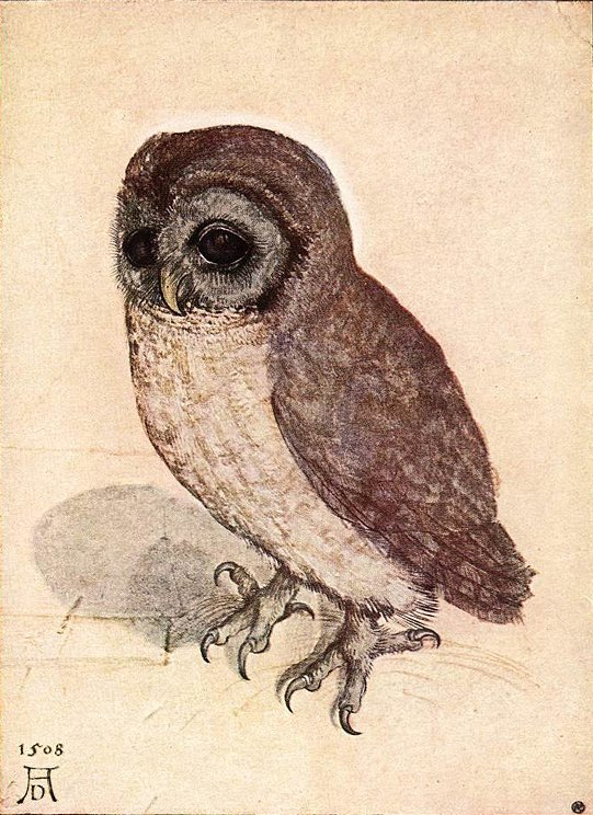 Kleine Eule tekijältä Albrecht Dürer