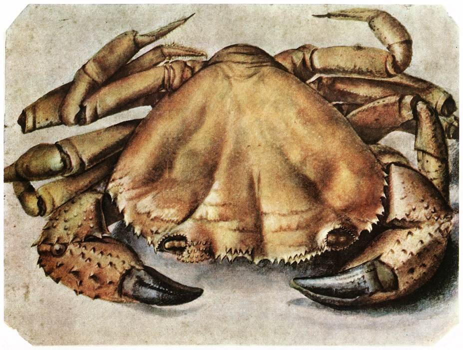 Krebs tekijältä Albrecht Dürer