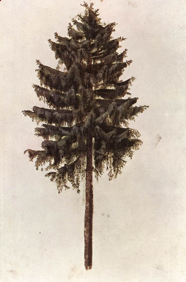 Picea abies puu tekijältä Albrecht Dürer