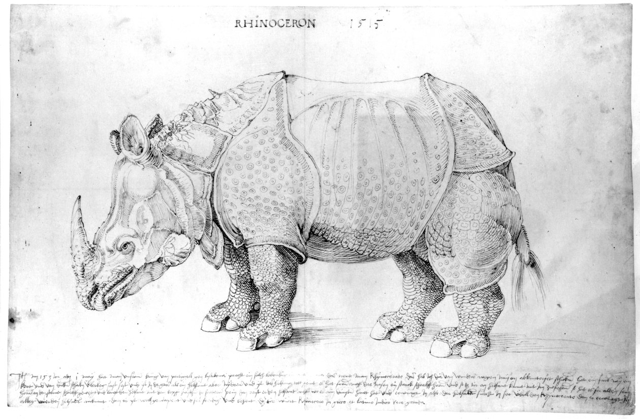 Sarvikuono, 1515 tekijältä Albrecht Dürer