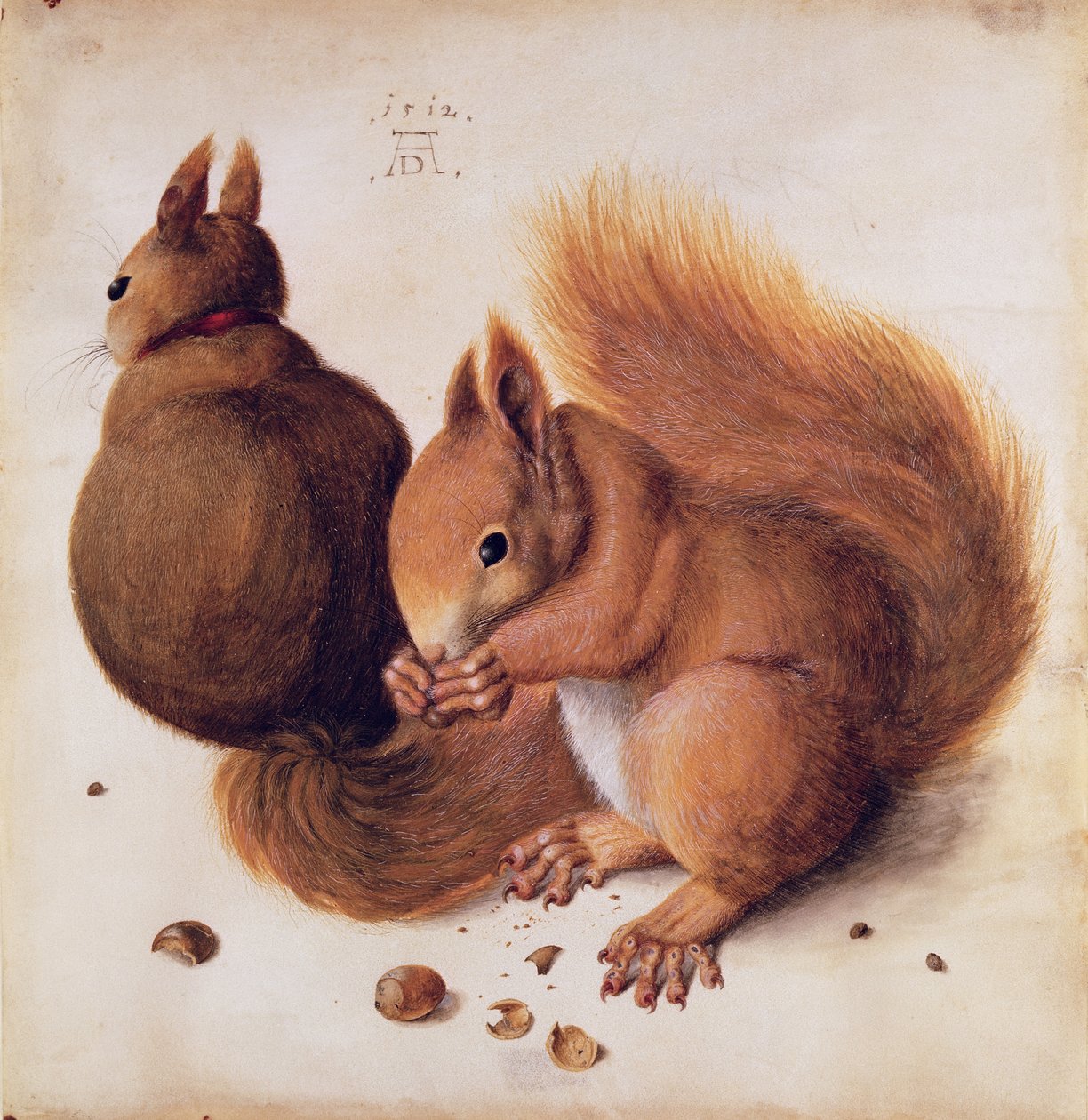 Oravia, 1512 (tempera pergamentilla) tekijältä Albrecht Dürer