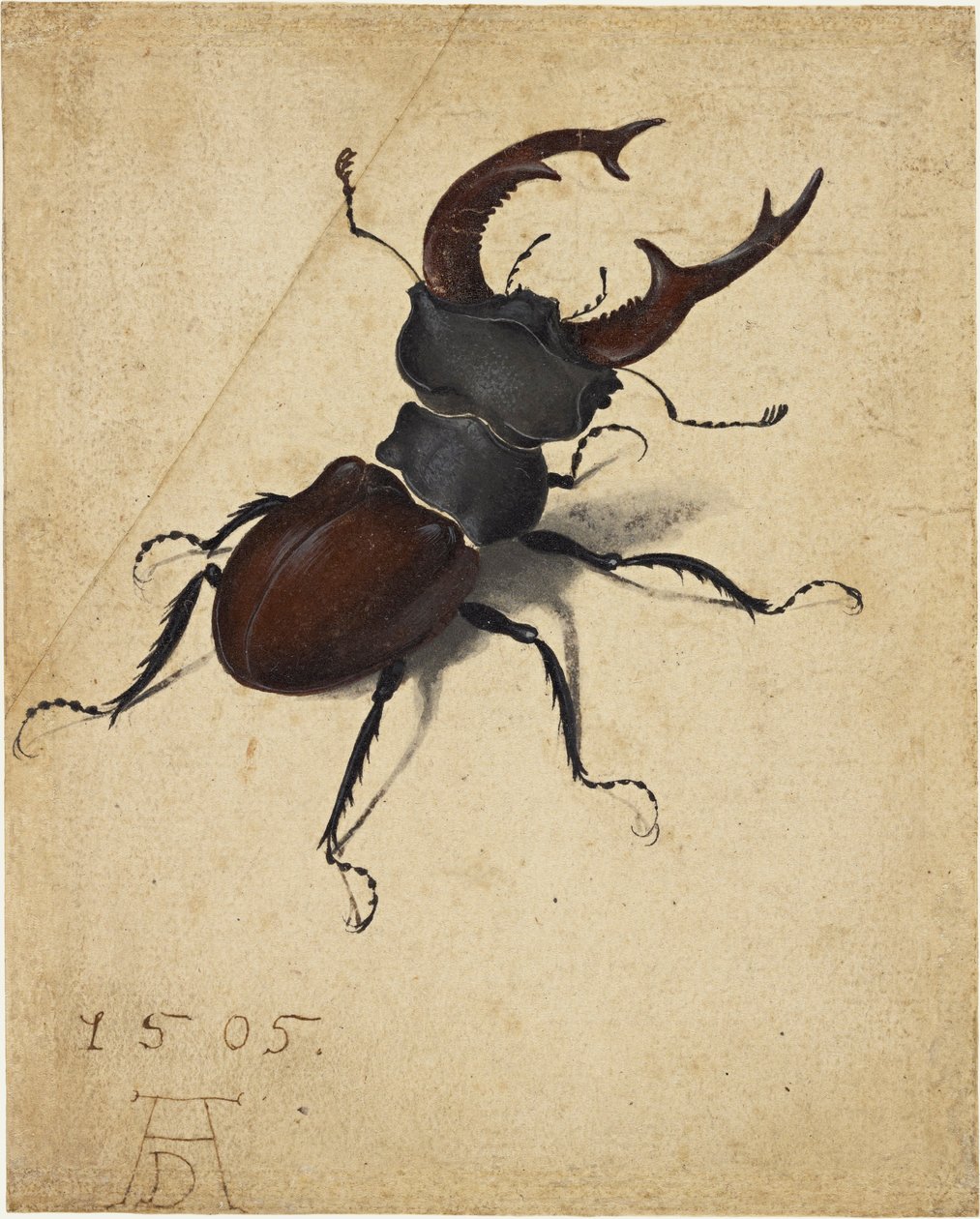 Stag Beetle tekijältä Albrecht Dürer