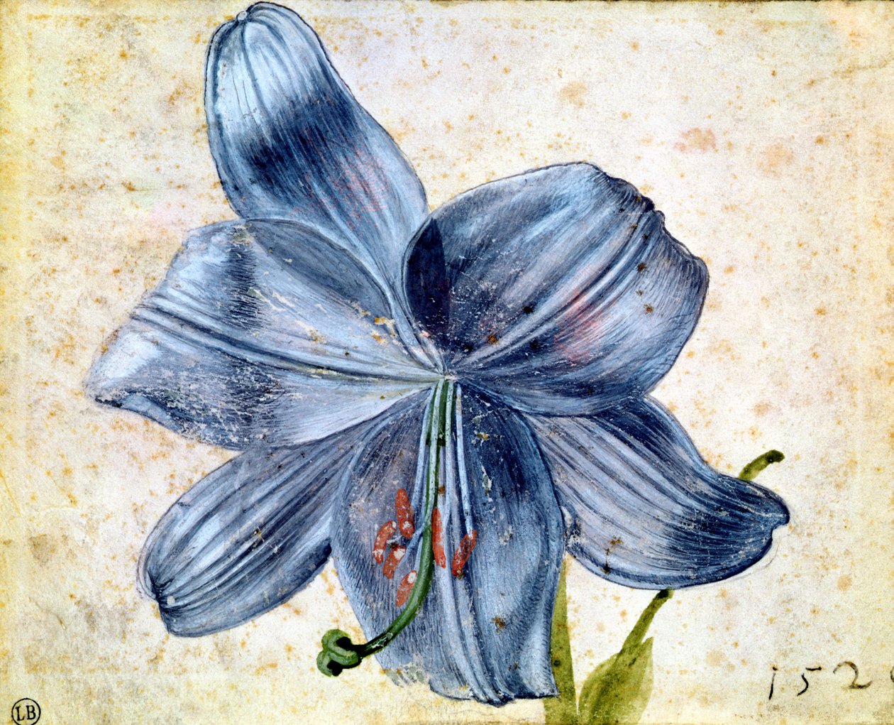 Liljatutkimus, 1526 (wc paperilla) tekijältä Albrecht Dürer