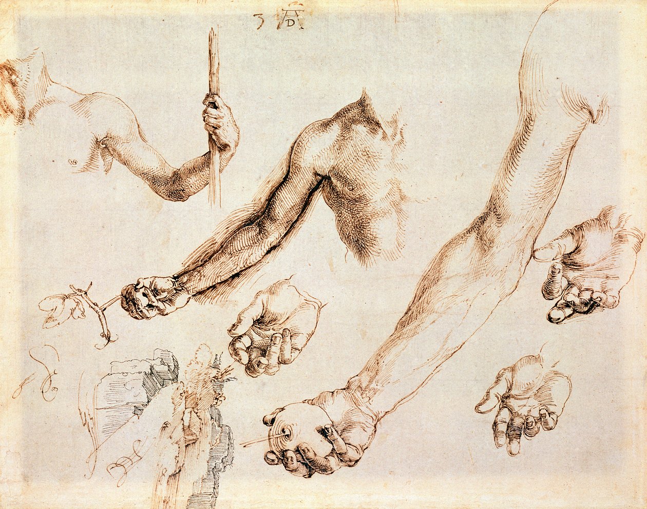Miesten käsien ja käsivarsien tutkimus (kynä) tekijältä Albrecht Dürer