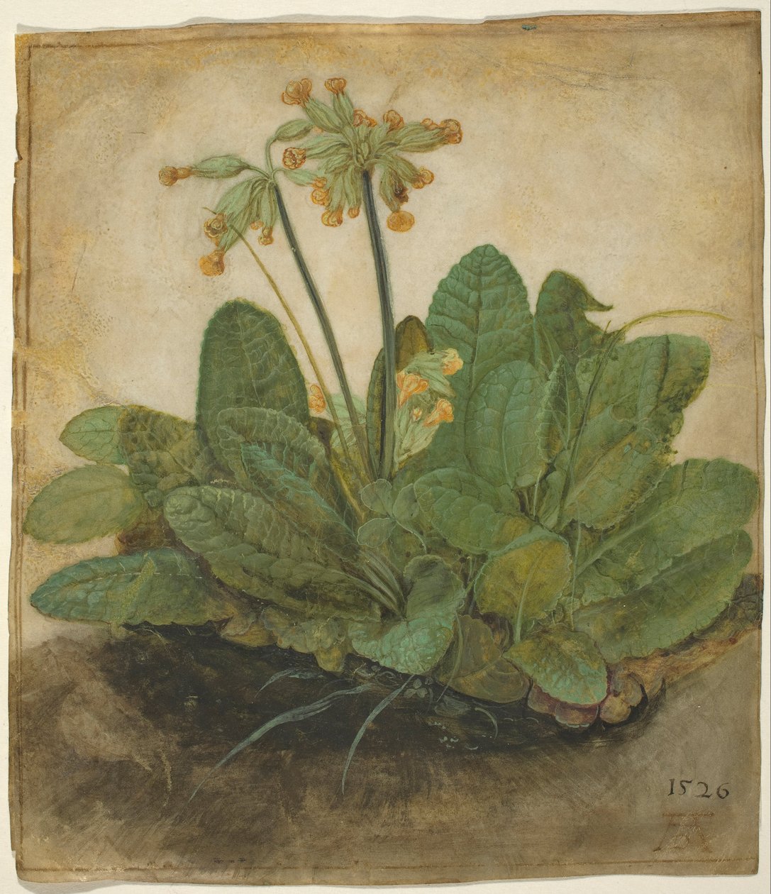 Lehmien nilkka tekijältä Albrecht Dürer