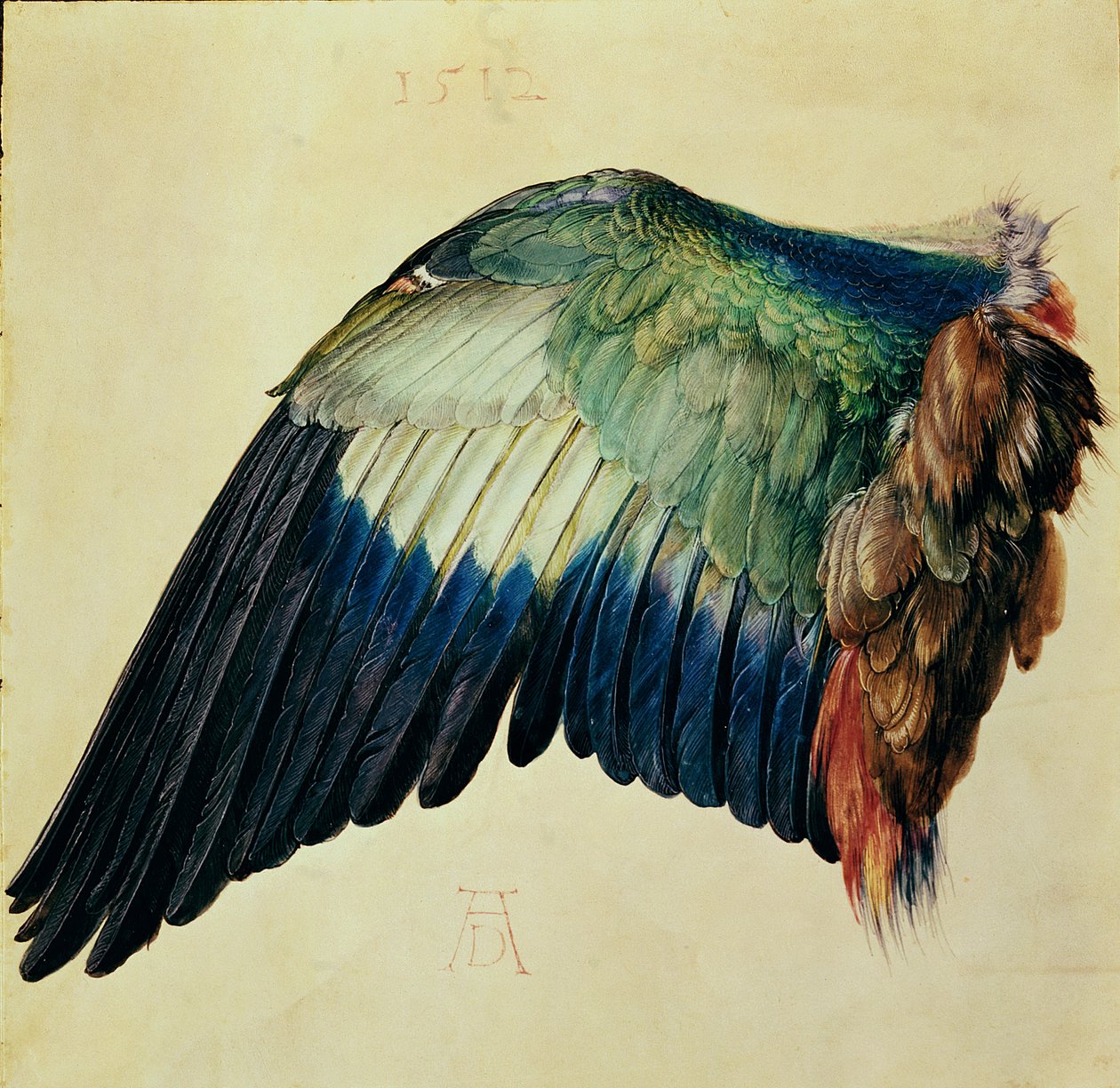 Sinisen rullan siipi, 1512 (wc perunalla kullalla) tekijältä Albrecht Dürer