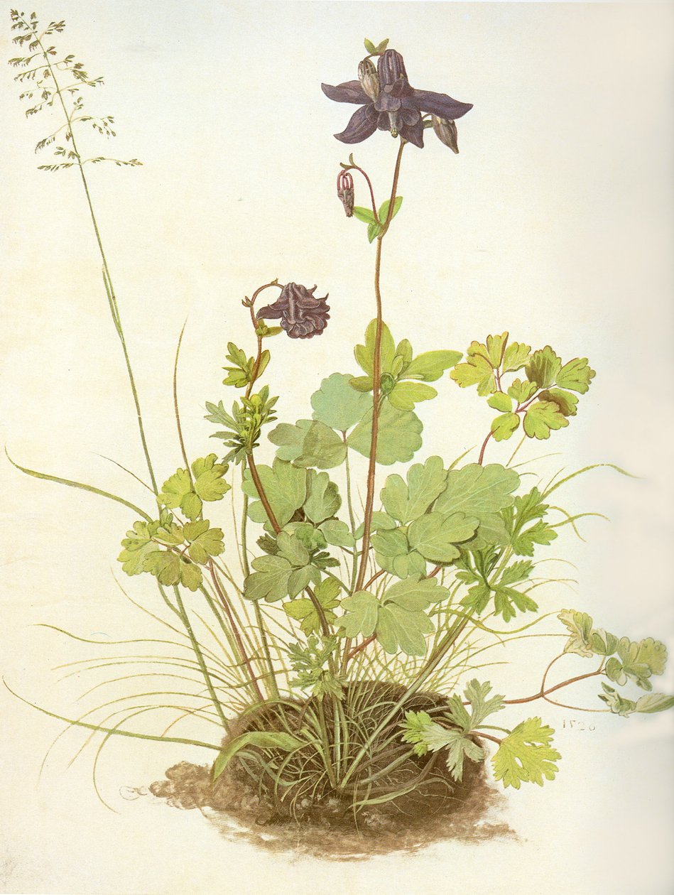 Aquilegia, 1526 (wc ja guassi pergamentilla, korotettu valkoisella) tekijältä Albrecht Dürer