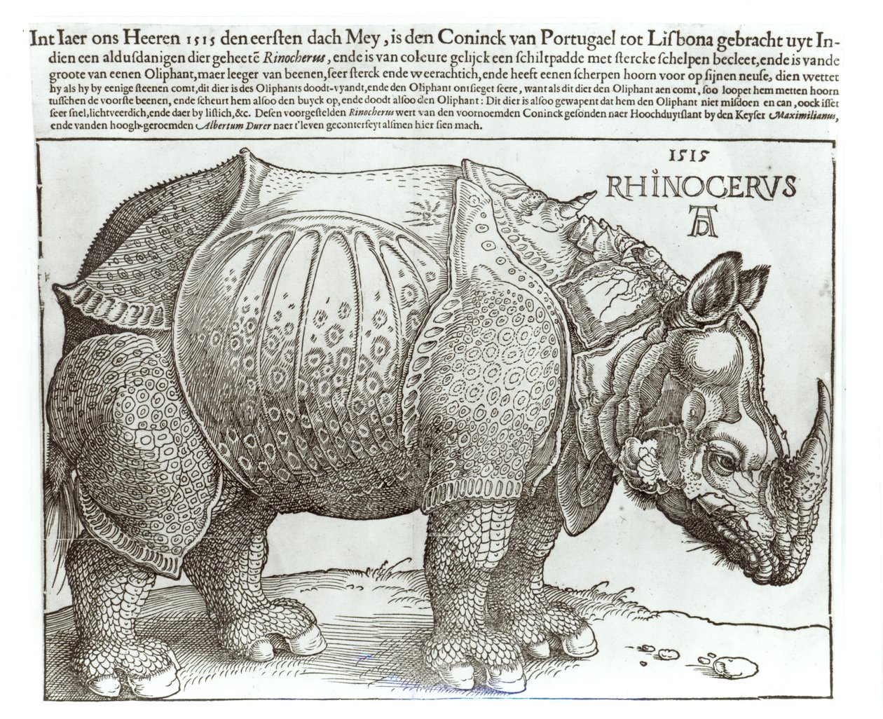 Sarvikuono, Lissabonin kuninkaan (1495-1521) Maximilian I:lle (1459-1519) antama printti, 1515 tekijältä Albrecht Dürer