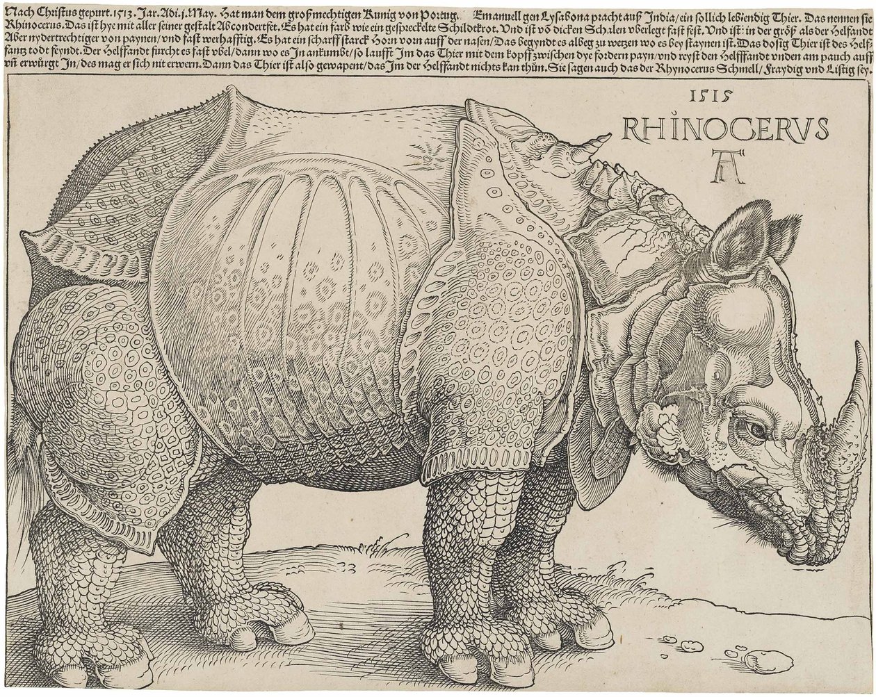 Sarvikuono, 1515 tekijältä Albrecht Dürer
