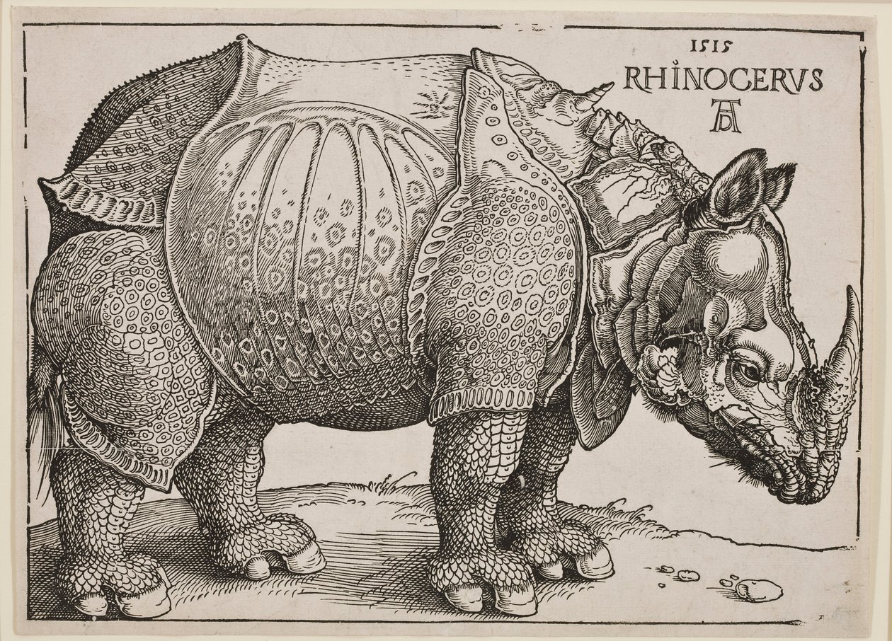 Sarvikuono, 1515 tekijältä Albrecht Dürer