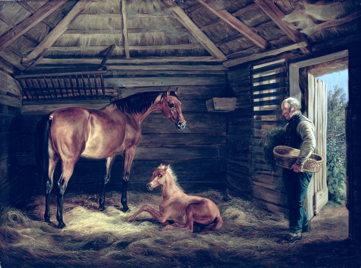 Englanti tamma varsoineen, 1833 tekijältä Albrecht Adam