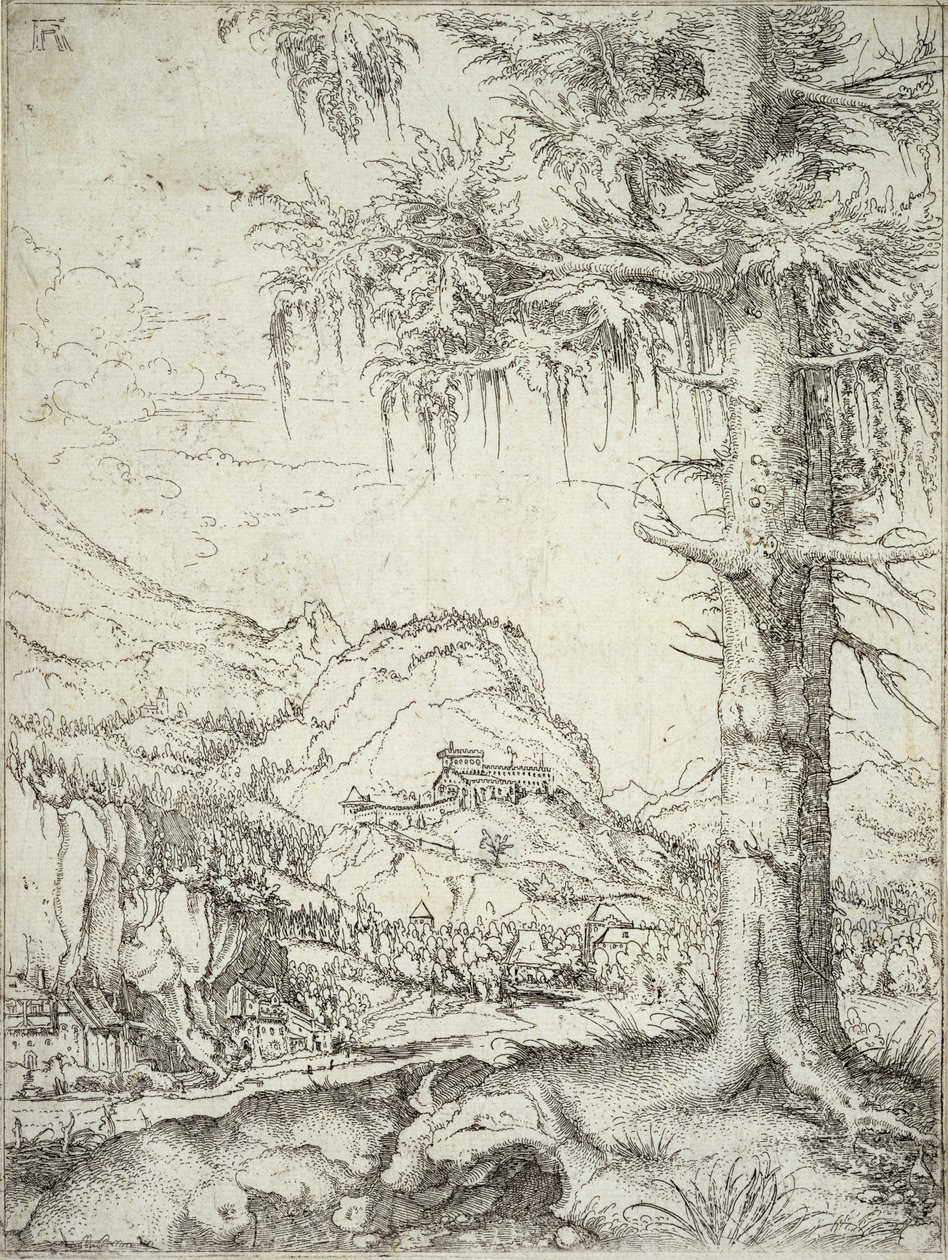 Suuri kuusi, noin 1520 tekijältä Albrecht Altdorfer