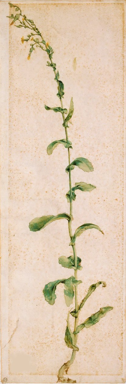 Tupakkatehdas, 1500-luvun ensimmäinen neljännes. tekijältä Albrecht Dürer