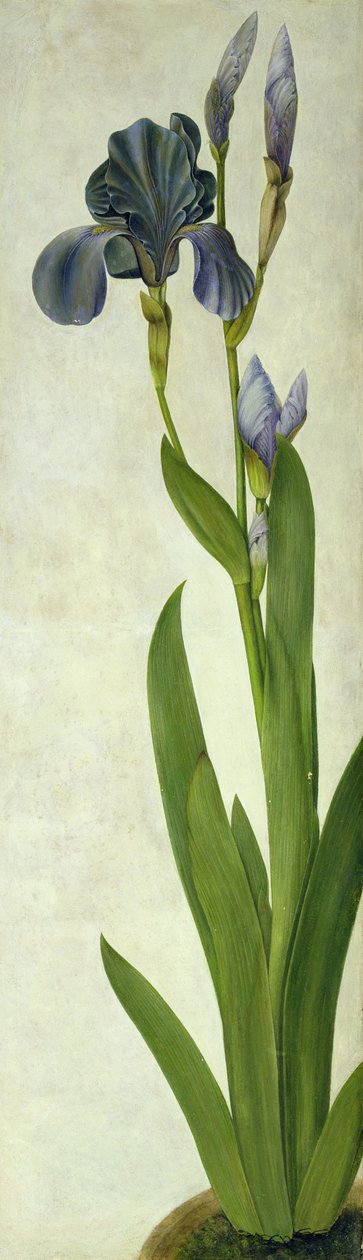 Iris (wc ja guassi paperilla) tekijältä Albrecht Dürer
