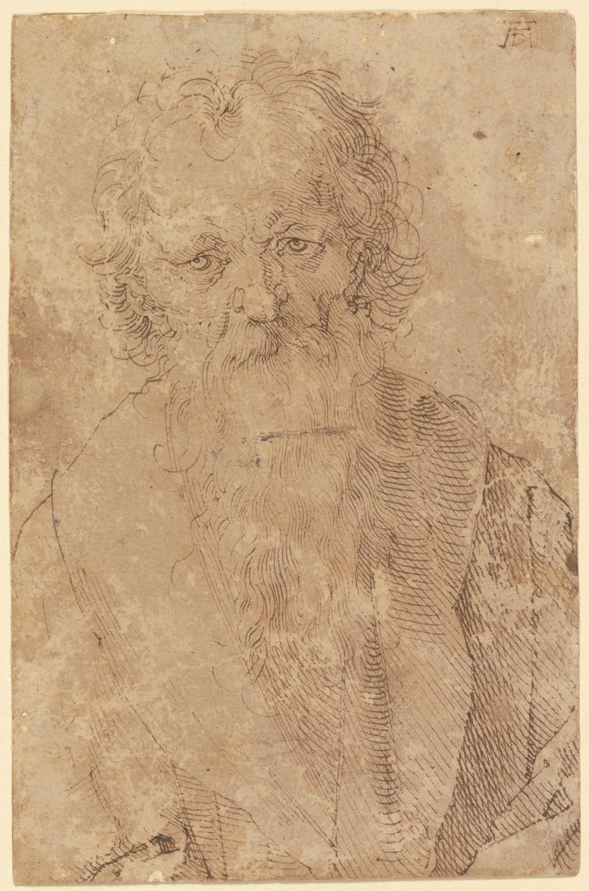 Parrakas vanha mies tekijältä Albrecht Dürer