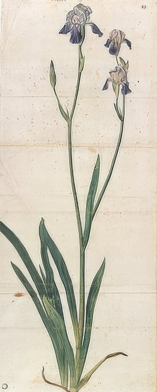 Blue Flowering Iris - Iris Germanica (Iris Trojana?). Noin 1503 tekijältä Albrecht Dürer