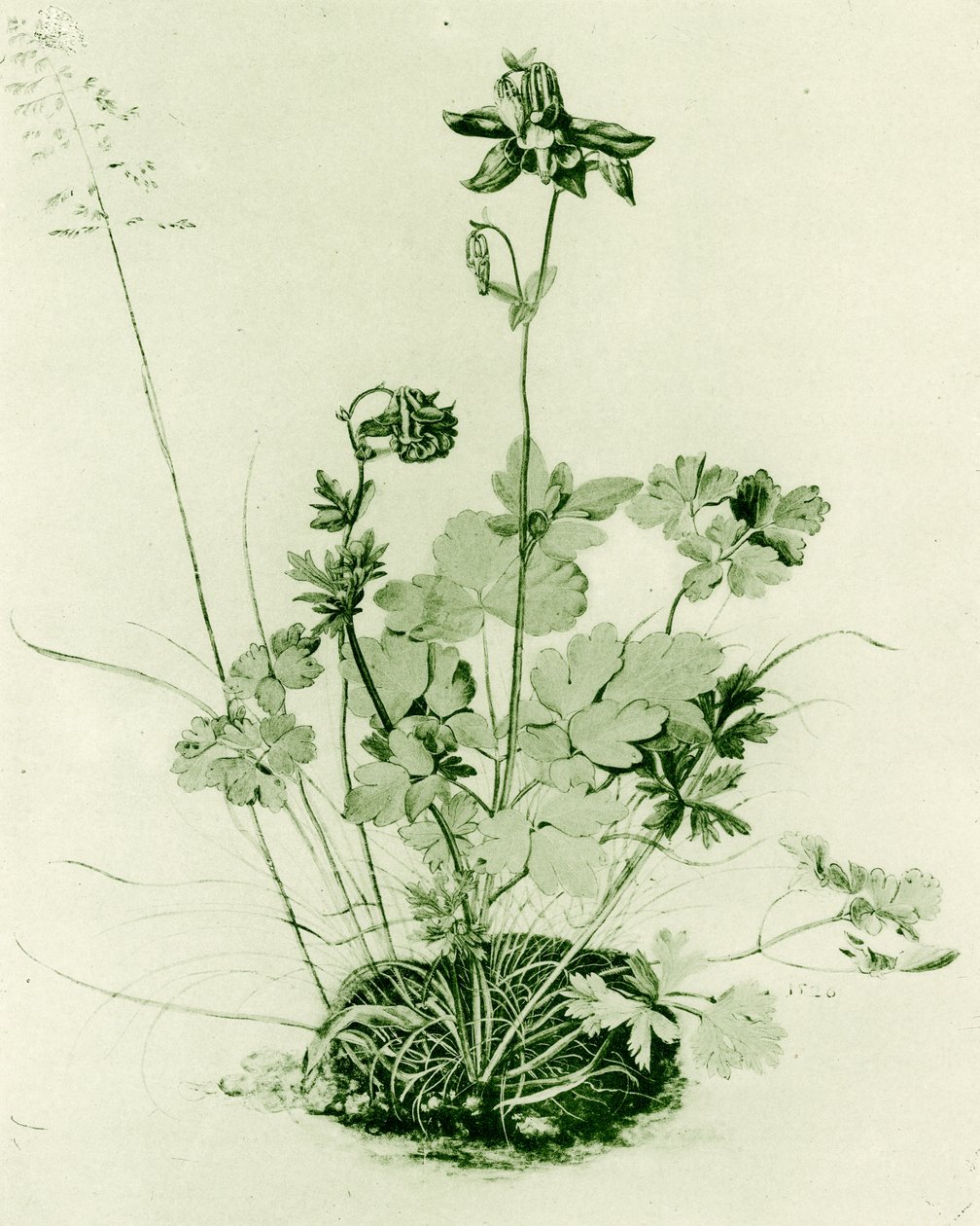 Columbine tekijältä Albrecht Dürer