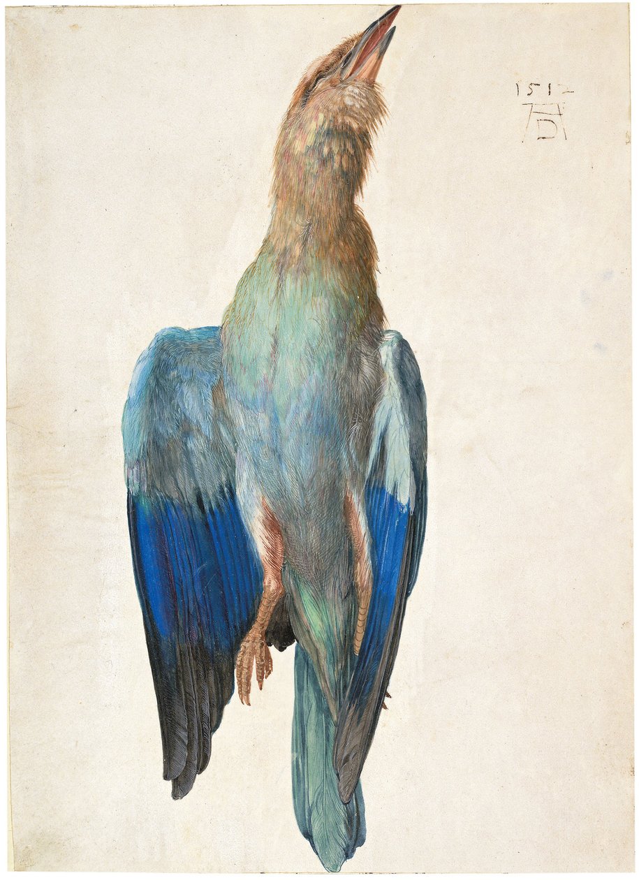 Dead Blue Roller, 1500 tai 1512 tekijältä Albrecht Dürer