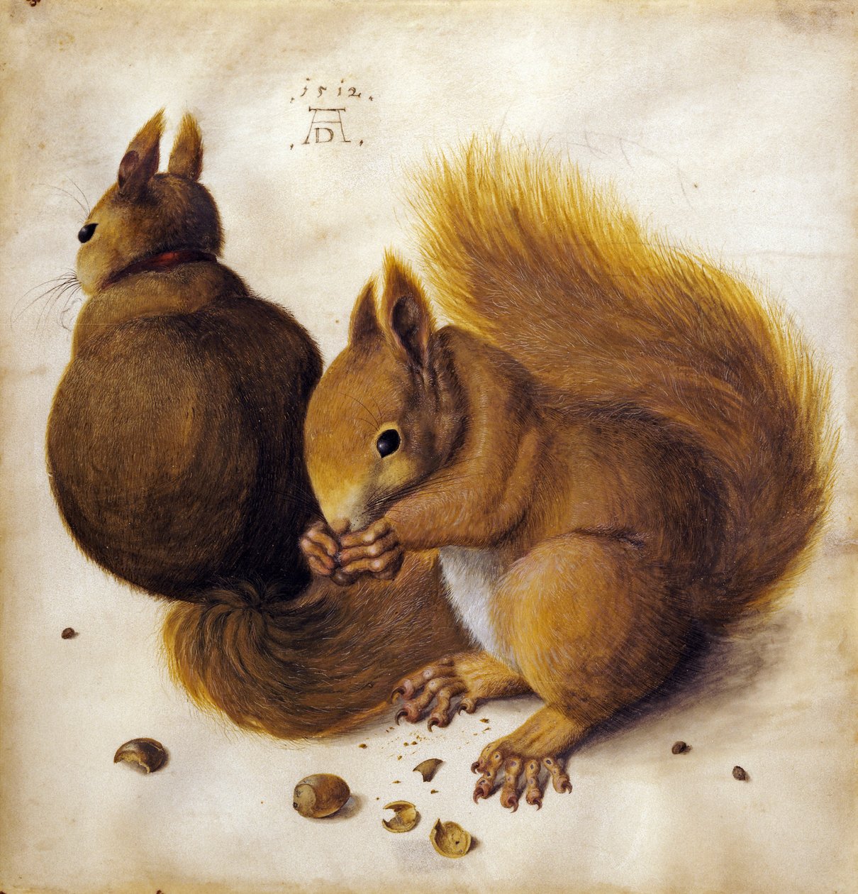Orava tekijältä Albrecht Dürer