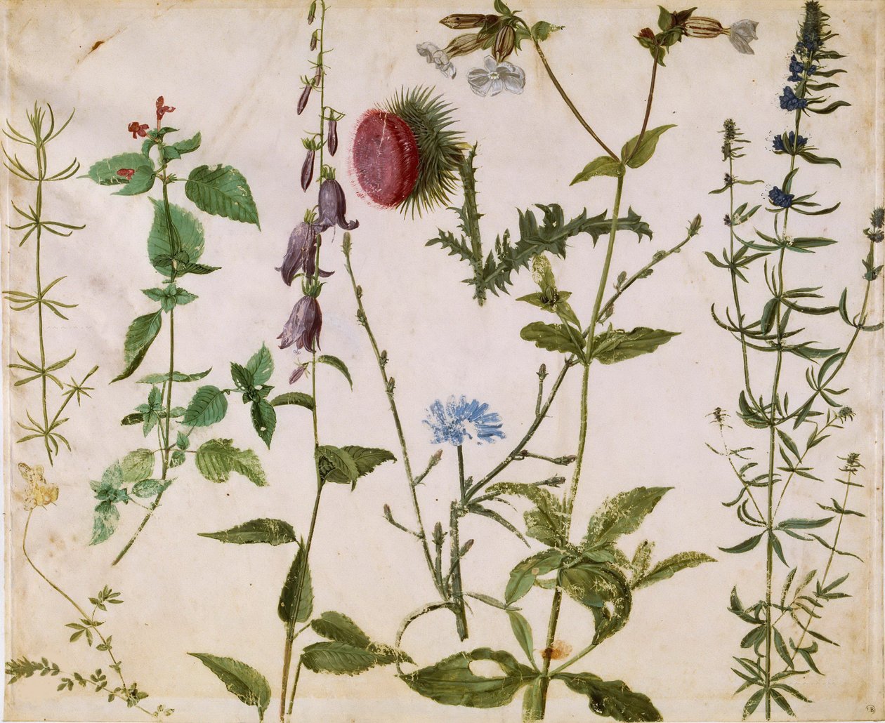 Kahdeksan tutkimusta luonnonvaraisista kukista, noin 1515-1520. tekijältä Albrecht Dürer