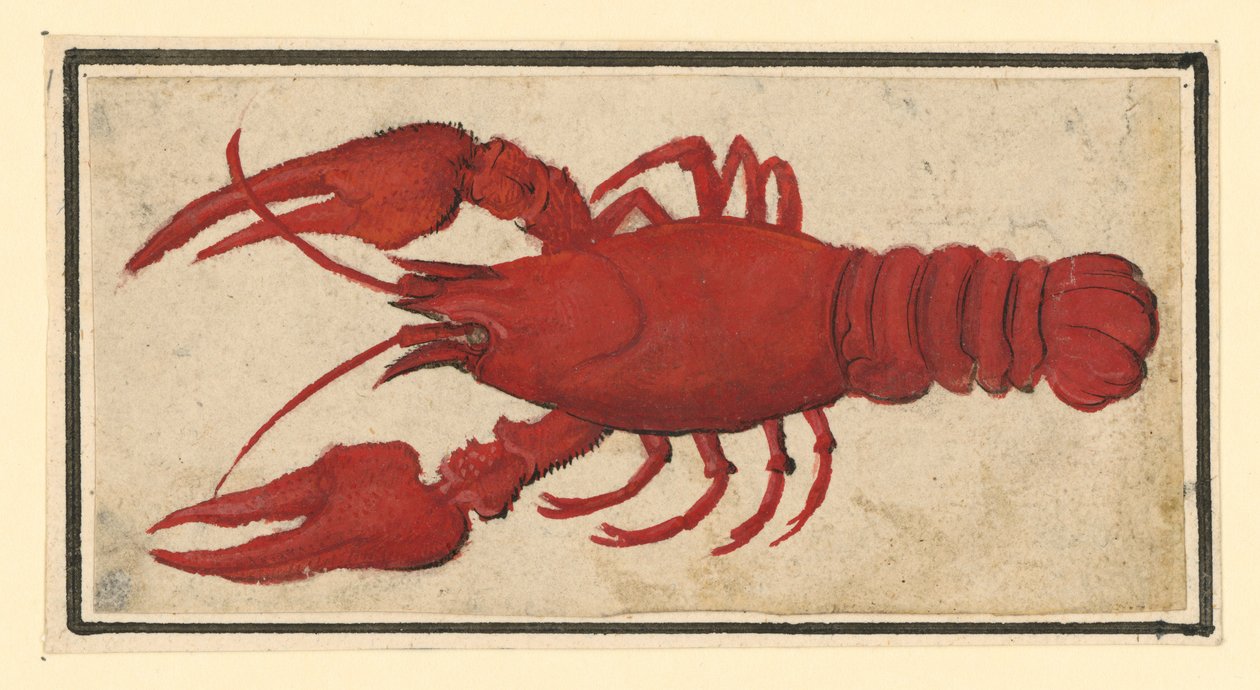 Keitetty rapu vasemmalle päin tekijältä Albrecht Dürer