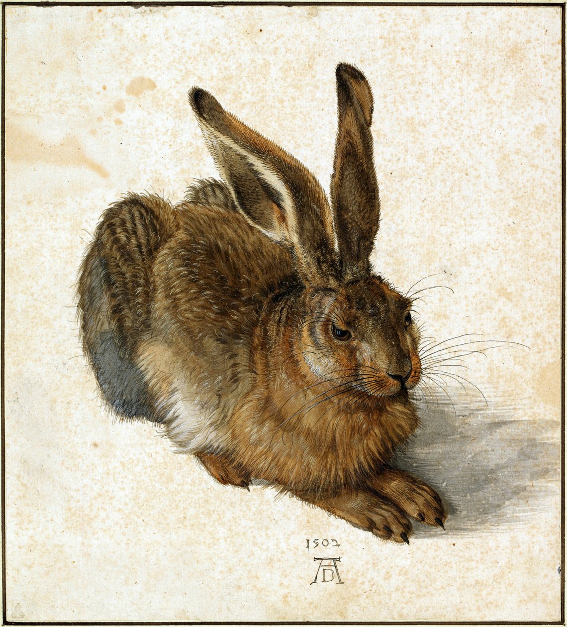 Saksa: Feldhase Nuori jänis tekijältä Albrecht Dürer