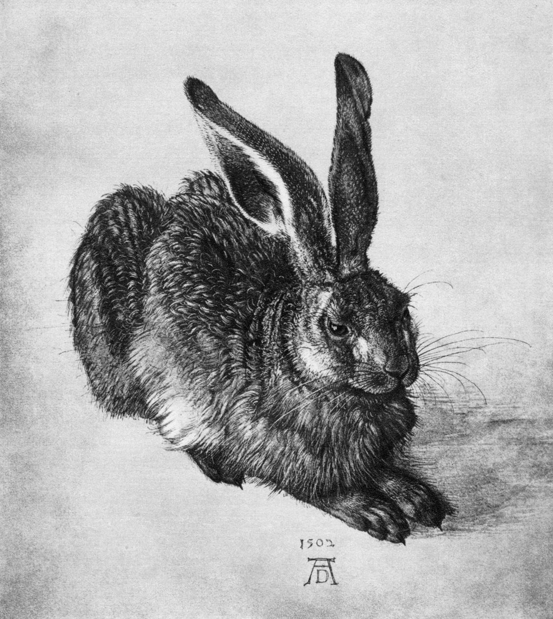 Jänis, 1502, 1936 tekijältä Albrecht Dürer