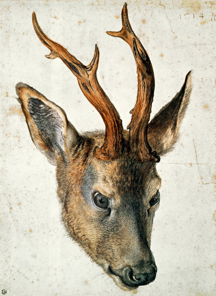 Metsänpää (kynä, muste ja wc paperilla) tekijältä Albrecht Dürer