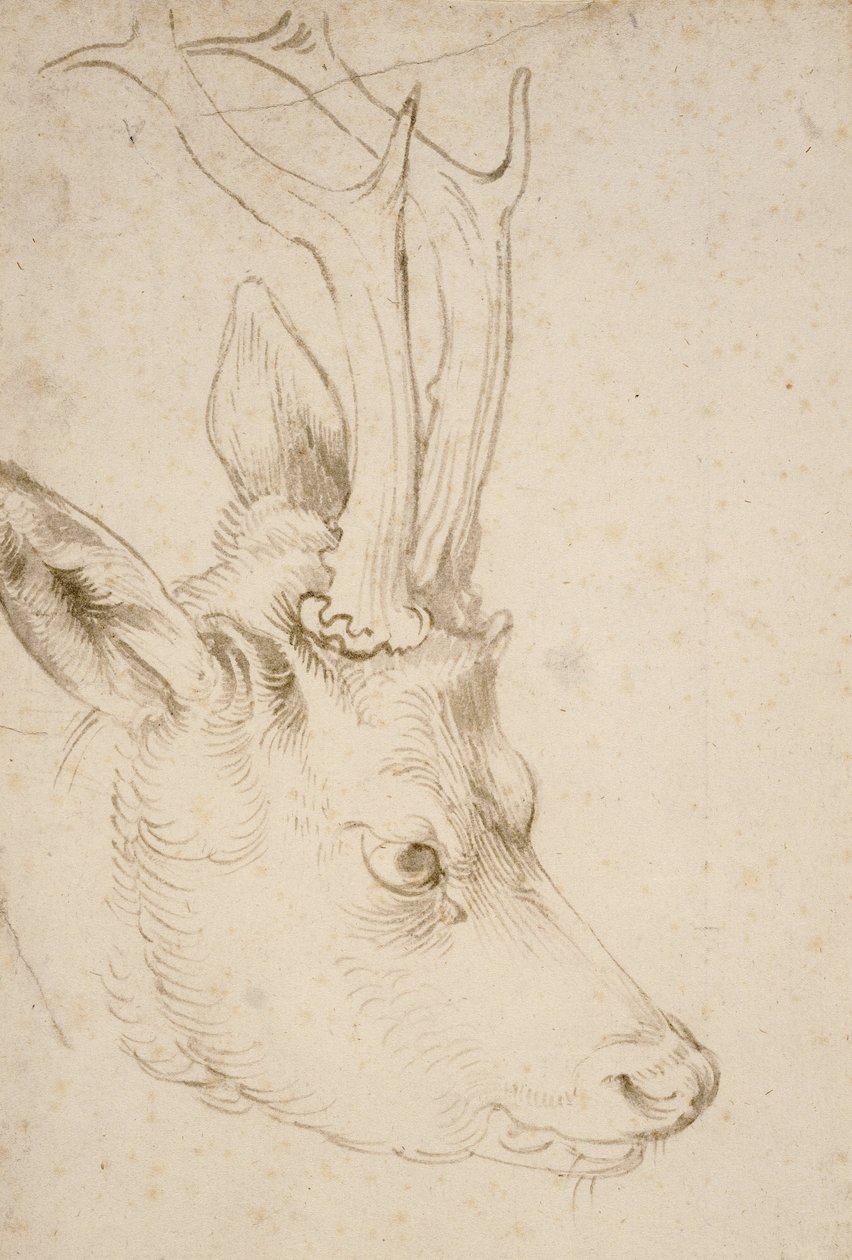 Roebuckin pää, 1503 tekijältä Albrecht Dürer