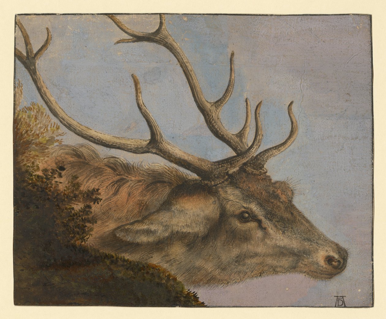 Hirschkopf tekijältä Albrecht Dürer