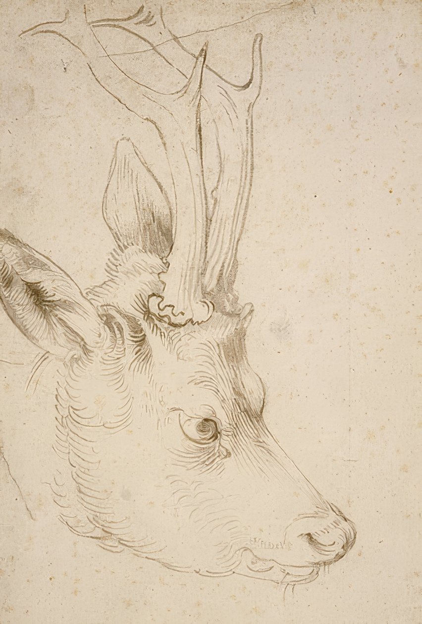 Metsän pää. Noin 1503 tekijältä Albrecht Dürer