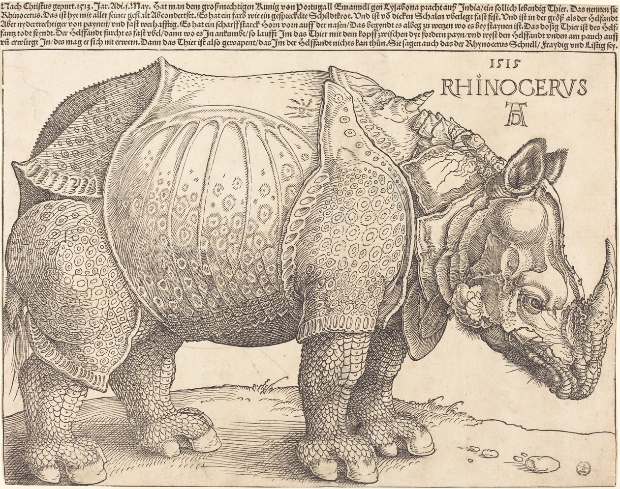 Latinaa:  Rhinocerus Sarvikuono. tekijältä Albrecht Dürer